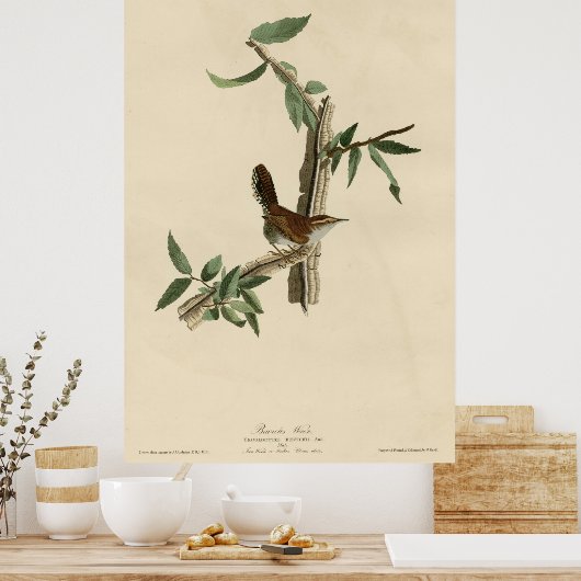 Vogel, Amerika, Bewick Wren, Audubon, Poster (Keuken)