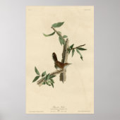 Vogel, Amerika, Bewick Wren, Audubon,  Poster (Voorkant)