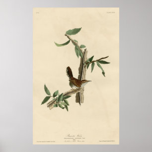 Vogel, Amerika, Bewick Wren, Audubon, Poster