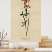 Vogel, Amerika, Blauwe Gele Geelbazaar, Audubon Poster (Keuken)