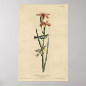 Vogel, Amerika, Blauwe Gele Geelbazaar, Audubon Poster (Voorkant)