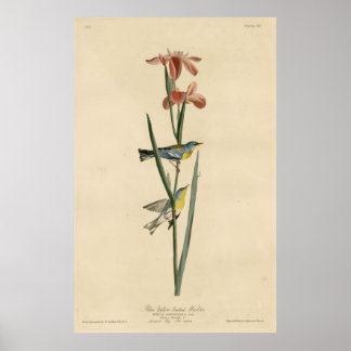 Vogel, Amerika, Blauwe Gele Geelbazaar, Audubon Poster