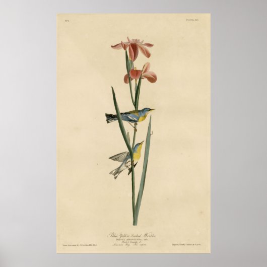 Vogel, Amerika, Blauwe Gele Geelbazaar, Audubon Poster (Voorkant)