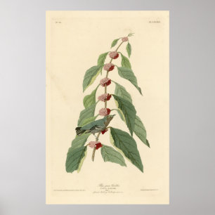 Vogel, Amerika, Blauwe Groene Warbler, Audubon, Vi Poster