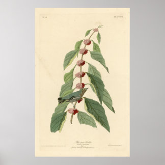 Vogel, Amerika, Blauwe Groene Warbler, Audubon, Vi Poster