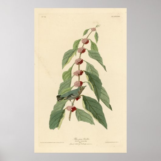 Vogel, Amerika, Blauwe Groene Warbler, Audubon, Vi Poster (Voorkant)