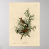 Vogel, Amerika, Cedar Bird, Audubon, Poster (Voorkant)
