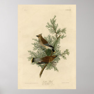 Vogel, Amerika, Cedar Bird, Audubon,  Poster