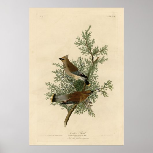Vogel, Amerika, Cedar Bird, Audubon,  Poster (Voorkant)