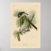 Vogel, Amerika, Crested Titmouse, Audubon,  Poster (Voorkant)
