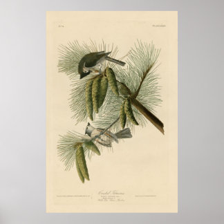 Vogel, Amerika, Crested Titmouse, Audubon,  Poster