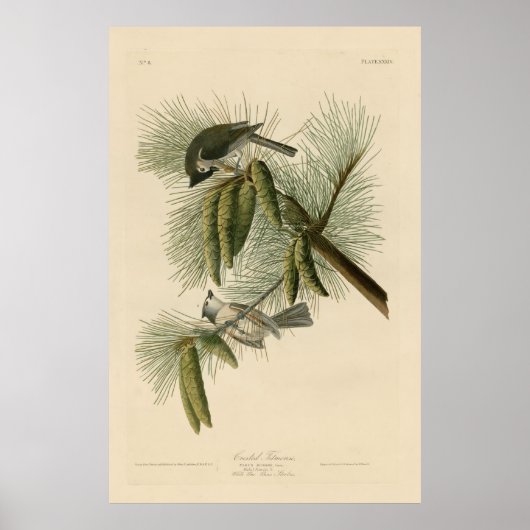 Vogel, Amerika, Crested Titmouse, Audubon,  Poster (Voorkant)