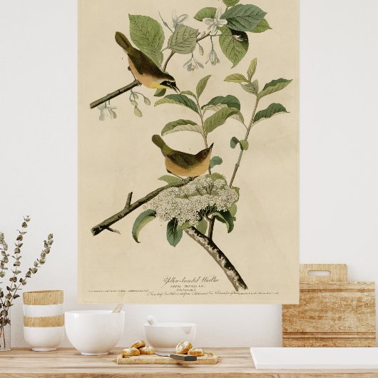 Vogel, Amerika, Geel Gebost Warbler, Audubon Poster (Keuken)