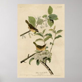 Vogel, Amerika, Geel Gebost Warbler, Audubon Poster