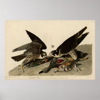 Vogel, Amerika, Great Footed Hawk, Audubon,  Poster