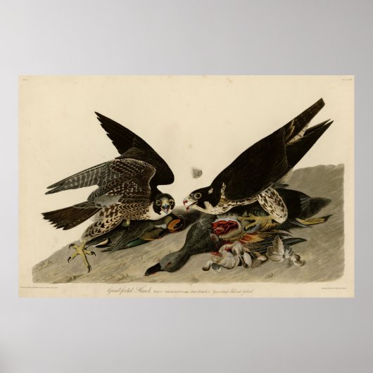 Vogel, Amerika, Great Footed Hawk, Audubon,  Poster (Voorkant)