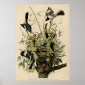 Vogel, Amerika, Mocking Bird, Audubon, Poster (Voorkant)