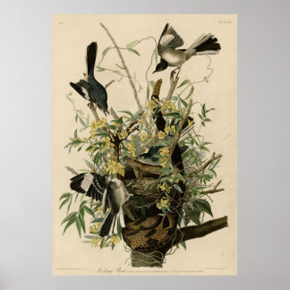 Vogel, Amerika, Mocking Bird, Audubon,  Poster