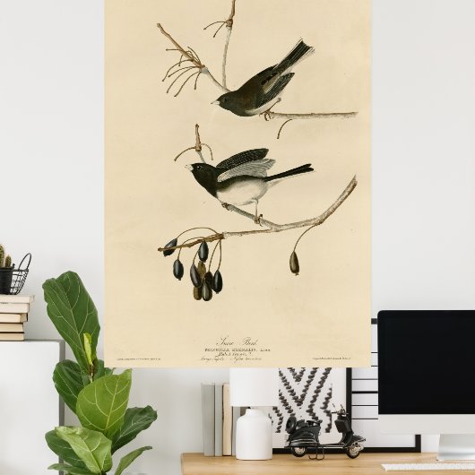 Vogel, Amerika, sneeuwvogel, Audubon,  Poster (Thuiskantoor)