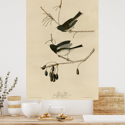 Vogel, Amerika, sneeuwvogel, Audubon,  Poster (Keuken)