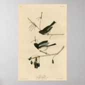 Vogel, Amerika, sneeuwvogel, Audubon,  Poster (Voorkant)
