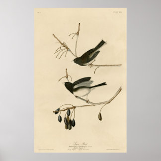 Vogel, Amerika, sneeuwvogel, Audubon,  Poster