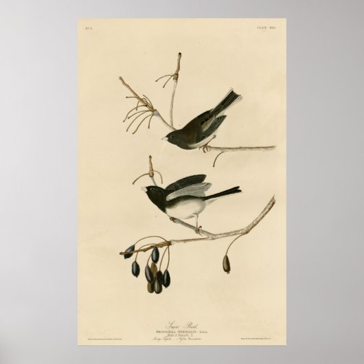 Vogel, Amerika, sneeuwvogel, Audubon,  Poster (Voorkant)