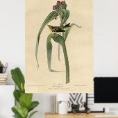 Vogel, Amerika, Vigor Warbler, Audubon, Poster (Thuiskantoor)