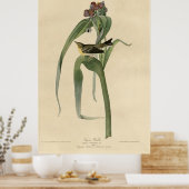 Vogel, Amerika, Vigor Warbler, Audubon, Poster (Keuken)