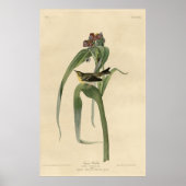 Vogel, Amerika, Vigor Warbler, Audubon,  Poster (Voorkant)