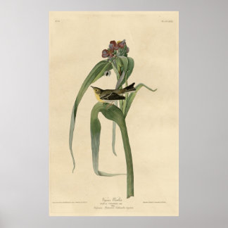 Vogel, Amerika, Vigor Warbler, Audubon, Poster