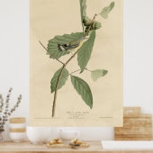 Vogel, Amerika, Zwarte Gele Warbler, Audubon, Vint Poster (Keuken)