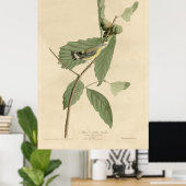 Vogel, Amerika, Zwarte Gele Warbler, Audubon, Vint Poster (Thuiskantoor)