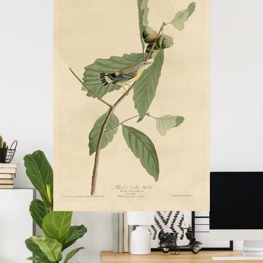 Vogel, Amerika, Zwarte Gele Warbler, Audubon, Vint Poster (Thuiskantoor)
