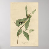 Vogel, Amerika, Zwarte Gele Warbler, Audubon, Vint Poster (Voorkant)