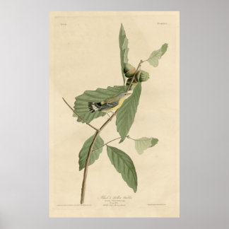 Vogel, Amerika, Zwarte Gele Warbler, Audubon, Vint Poster