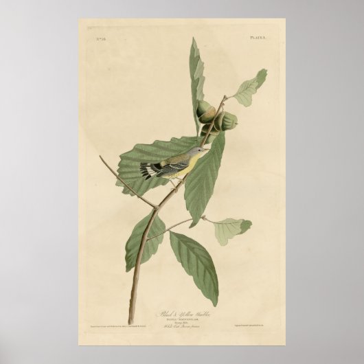 Vogel, Amerika, Zwarte Gele Warbler, Audubon, Vint Poster (Voorkant)
