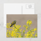 vogel briefkaart (Voorkant / Achterkant)
