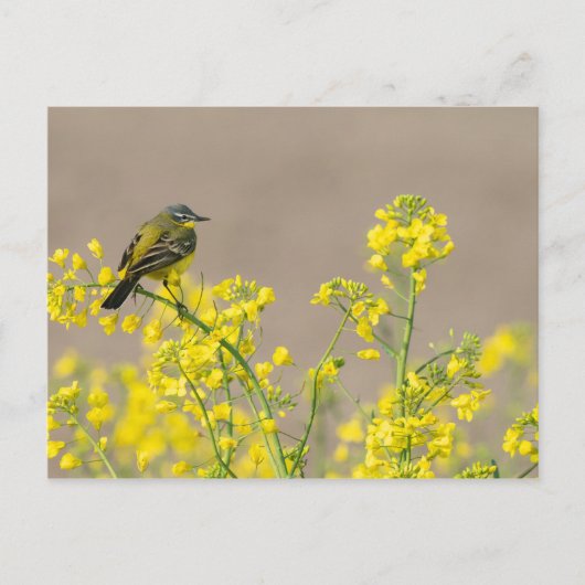 vogel briefkaart (Voorkant)