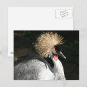 vogel briefkaart (Voorkant / Achterkant)