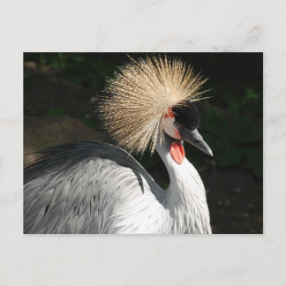 vogel briefkaart