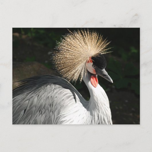 vogel briefkaart (Voorkant)