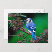 vogel briefkaart (Voorkant / Achterkant)