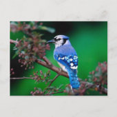 vogel briefkaart (Voorkant)