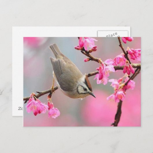 vogel briefkaart (Voorkant / Achterkant)