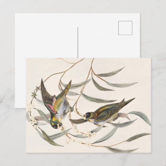  vogel briefkaart (Voorkant / Achterkant)