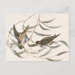 vogel briefkaart