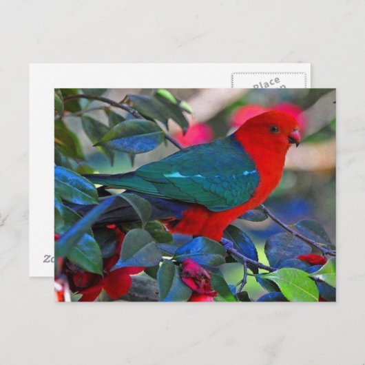 vogel briefkaart (Voorkant / Achterkant)