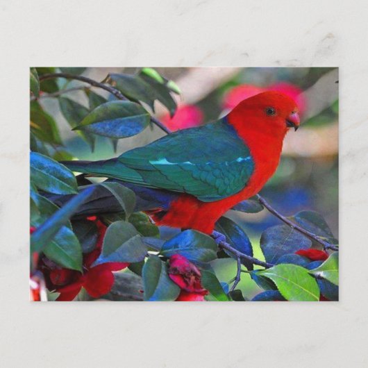 vogel briefkaart (Voorkant)