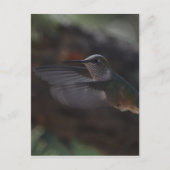 Vogel Briefkaart (Voorkant)